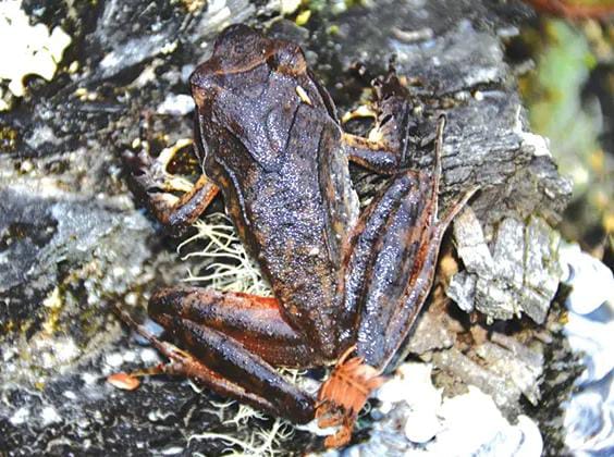 New Horned Frog Found In Arunachal Pradesh.