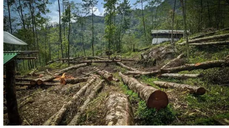 BSF conducts "Grow with the Trees" plantation drive in Srinagar.
