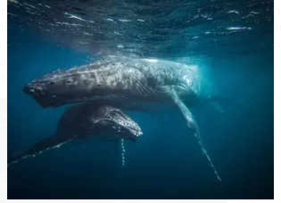 Union Cabinet approves India's signing of the Biodiversity Beyond National Jurisdiction (BBNJ) Agreement.
