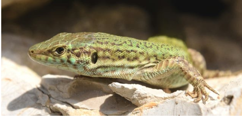 IUCN Red List Updated Ibiza Wall Lizard Designated as Endangered Species.

