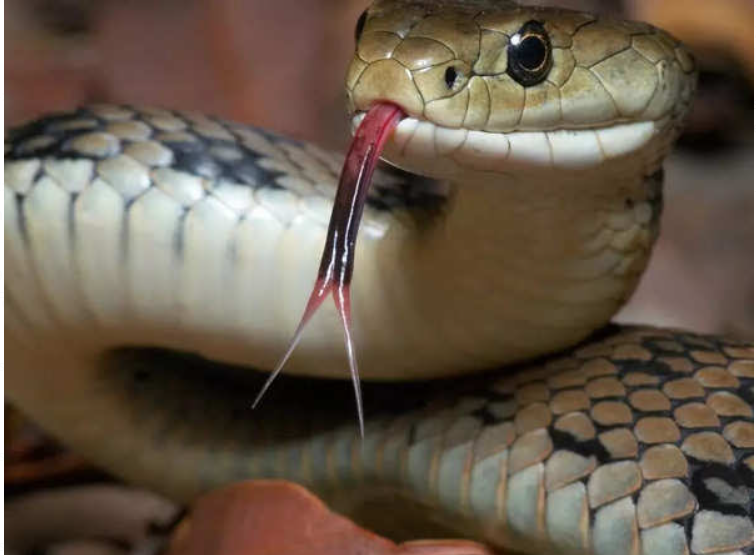 World snake day is celebrated on 16 July 2024.

