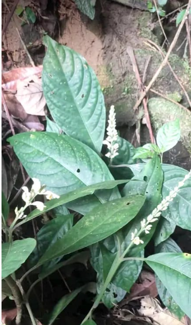 Scientists discover new plant species in Arunachal Pradesh.
