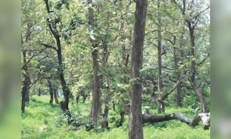 FAO repoted that India among top 3 countries in most significant forest area gains.