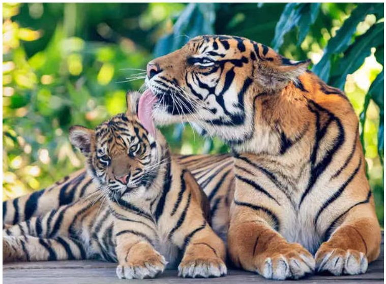International tiger day is celebrated on 29 July.
