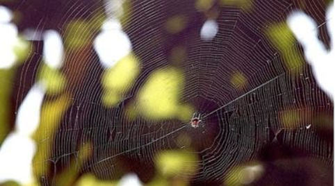 Two new cannibal spider species named Mimetus spinatus and Mimetus parvulus were discovered in the Western Ghats.