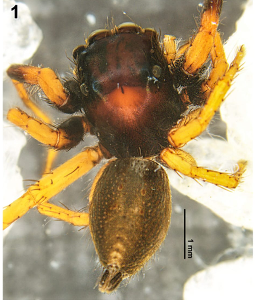 New Spider Species Carrhotus piperus Discovered in Tamil Nadu.
