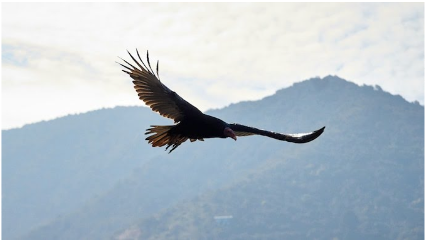 International valture awareness day is celebrated on 7 September 2024.
