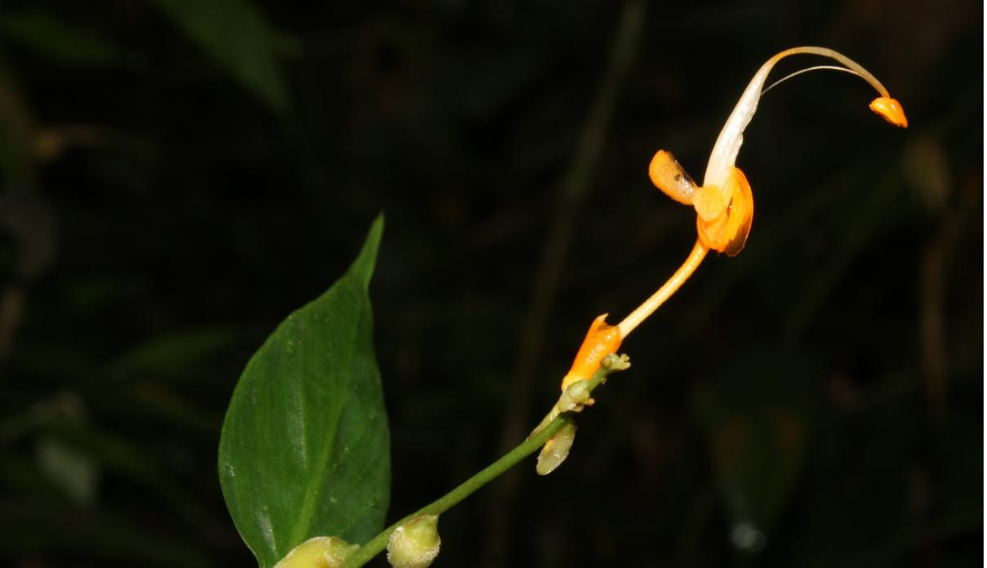 Six New Ginger Species Discovered in West Bengal, Meghalaya, and Mizoram.
