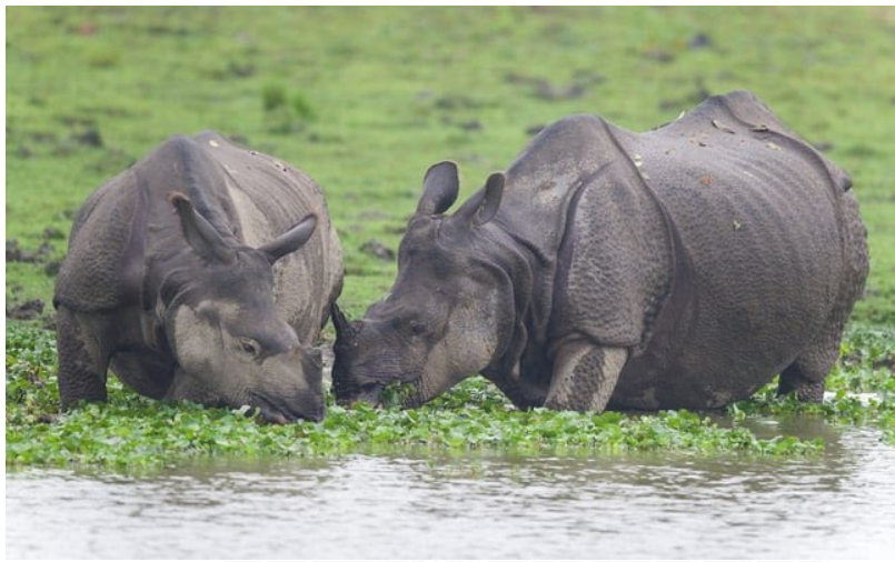 According to the International Rhino Foundation's 2024 State of the Rhino Report, Greater One-Horned Rhinos Are Among the Most Vulnerable to Climate Change.