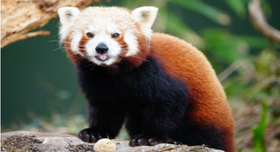 International red panda day is celebrated on 21 September 2024.
