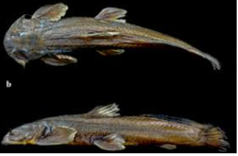 New Catfish Species Exostoma sentiyonoae Discovered in Nagaland.
