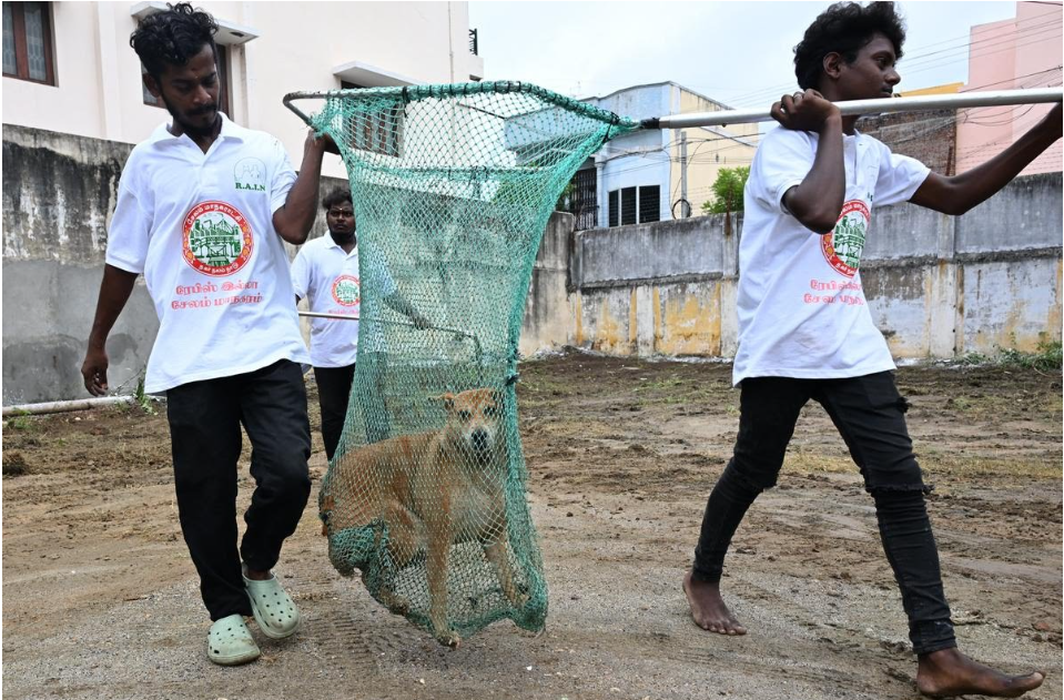 World rabies day is celebrated on 28 September 2024.
