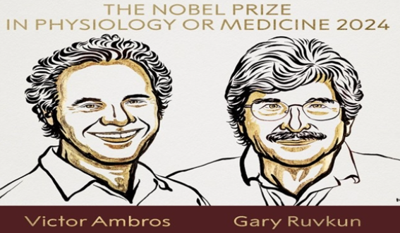 American biologists Victor Ambros and Gary Ruvkun have been awarded the Nobel Prize in Physiology or Medicine for 2024.