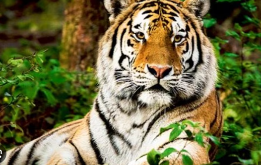 The 70th Wildlife Week will be observed from October 2 to 8, 2024.