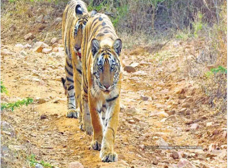 Bihar has received approval for its second tiger reserve in Kaimur.