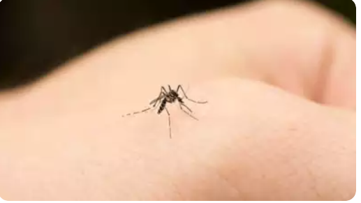 Egypt has been declared 'malaria-free' by the WHO, becoming the second country to achieve this status in 2024.