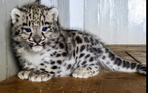 World Snow Leopard Day was celebrated on 23 October 2024 as a day dedicated to the conservation of Snow Leopard.