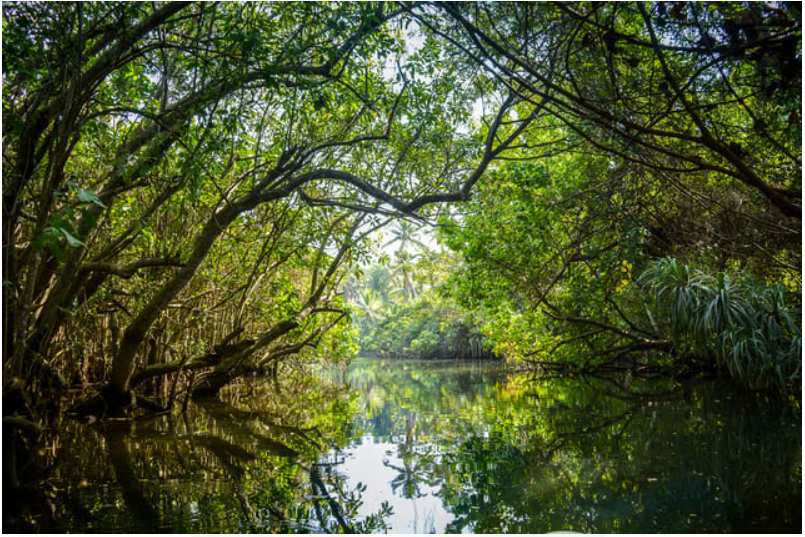 Over One-Third of Tree Species at Risk of Extinction, According to IUCN's First Global Tree Assessment.

