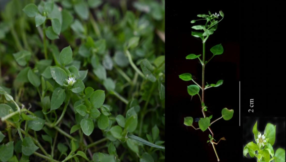 Discovery of New Species of Stellaria in West Bengal Named Stellaria bengalensis.
