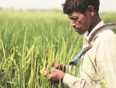 ICAR Launches Kisan Samriddhi Portal to Promote Efficient Agricultural Marketing.