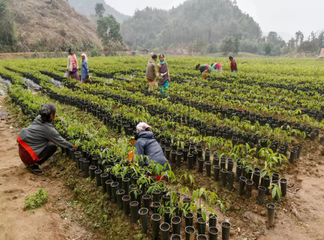 INROAD Project Receives Rs 100 Crore to Enhance Natural Rubber Quality in Northeast India.
