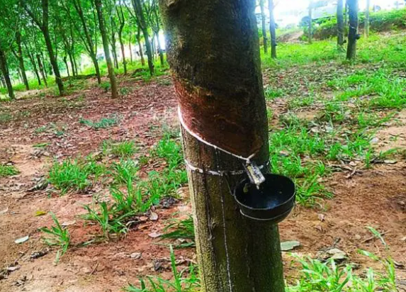 "Rubber Board of India Launches 'ISNR' and 'INR Konnect' to Enhance Rubber Production."