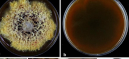 "New Phytopathogenic Fungus Species 'Epicoccum indicum' Discovered.