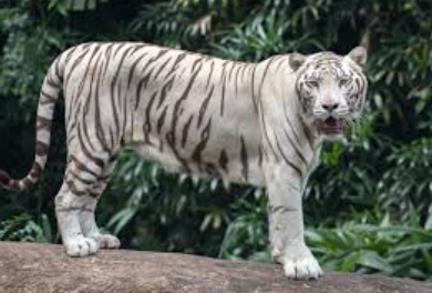 CZA Approves Proposal for Establishing India's White Tiger Breeding Centre in Madhya Pradesh.