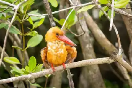 West Bengal Records Highest Bird Species in India During GBBC 2025 for Third Consecutive Year.
