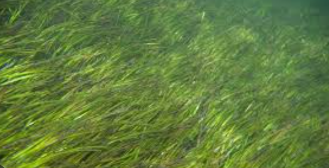 World Seagrass Day Observed on 1 March 2025.