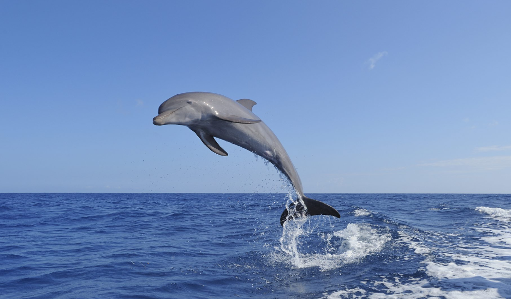 PM Modi Releases India's First Riverine Dolphin Estimation Report Showing 6,327 Dolphins Across 28 Rivers in 8 States.