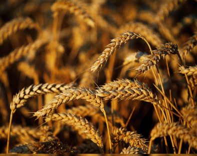 MoA&FW Releases 2nd Advance Estimates for Major Agricultural Crops (Kharif & Rabi) Production for 2024-25.