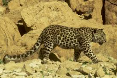 International Day of the Arabian Leopard Observed on 10 February 2025.