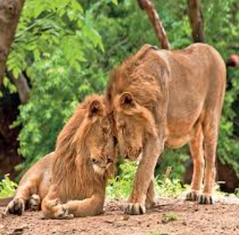 The IUCN has released the first Green Status Assessment for Lions in Africa and India.