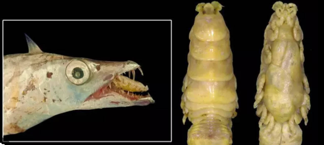 BU Researchers & ZSI Discover New Marine Parasitic Isopod Species 'Lobothorax bharati'.