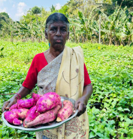 ICAR-CTCRI Unveils New Biofortified Sweet Potato Variety to Enhance Tribal Nutritional Security.