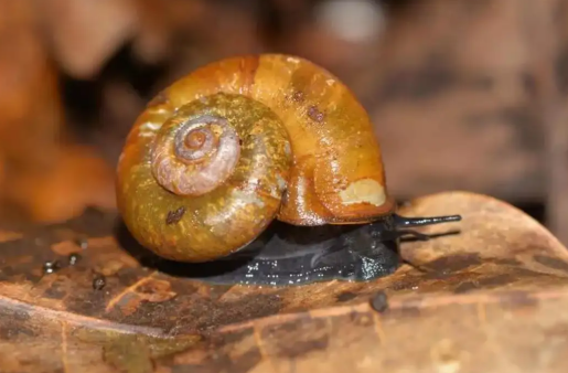 New Land Snail Species ‘Theobaldius konkanensis’ Discovered in Maharashtra’s Konkan Region.