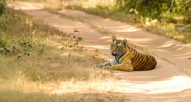 Madhya Pradesh Declares 25th Wildlife Sanctuary Named After Dr. B.R. Ambedkar in Sagar District.