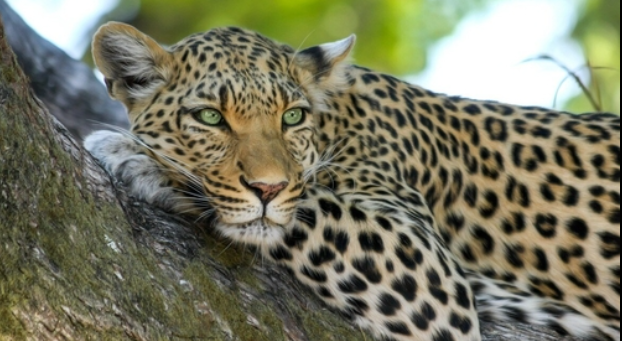 International Leopard Day Observed on 3 May 2025.