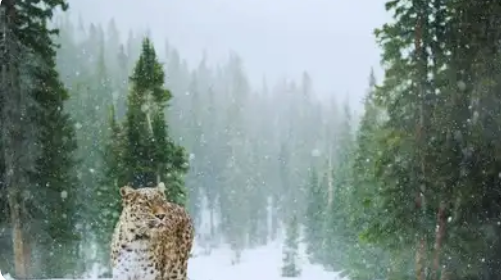 Ladakh Records World’s Highest Snow Leopard Density with 477 Individuals.