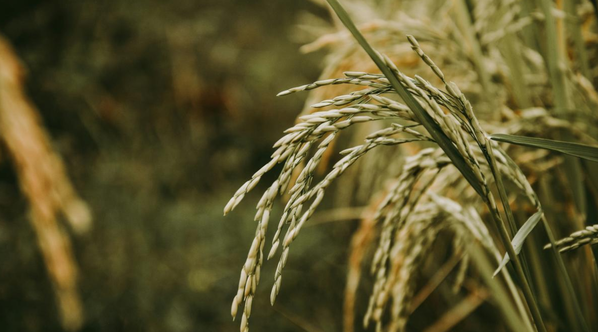 Chinese Researchers Unveil Asia’s First Rice Pangenome to Boost Climate Resilience.