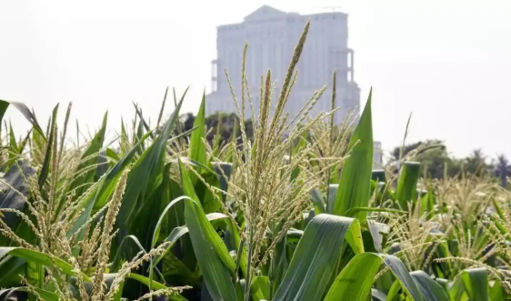 MoA&FW Unveils 3 New BHU-Developed Crop Varieties for Farmers in Uttar Pradesh.