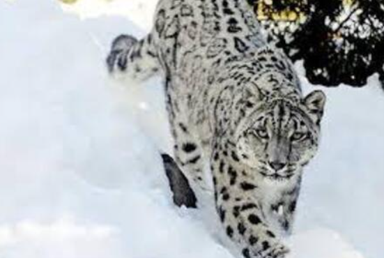 Himachal Pradesh Declares ‘Tsarap Chu CR’ as India’s Largest Conservation Reserve.