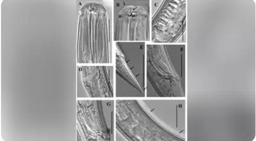 ZSI Scientists Discover New Marine Nematode Species Pheronous jairajpurii on Tamil Nadu Coast.