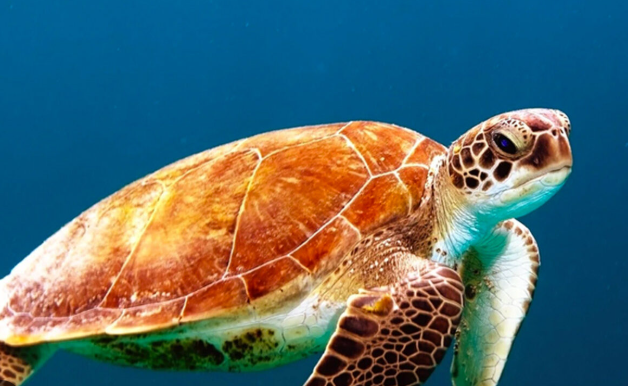 World Celebrates Turtle Day on 23 May 2025.
