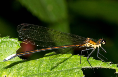 New Damselfly Species ‘Caliphaea Sinuofurcata’ Discovered in Arunachal Pradesh.