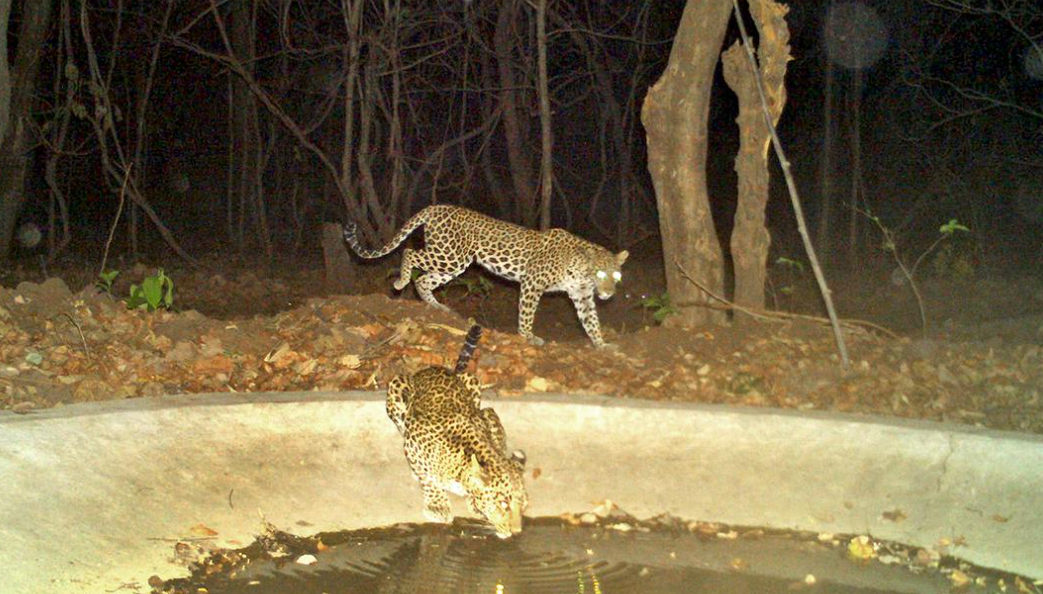 Telangana Government Declares Kawal Tiger Corridor as 'Kumram Bheem Conservation Reserve' for Enhanced Wildlife Protection.