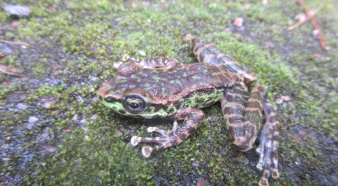 New Frog Species Named 'Amolops shillong' Discovered in Meghalaya.