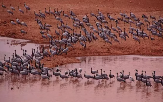 Rajasthan’s Khichan and Menar Wetlands Declared Ramsar Sites as India Leads Asia with 91 Wetlands.