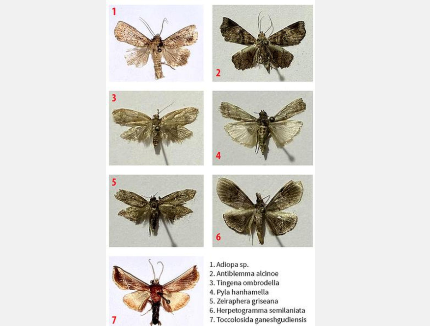 Seven New Moth Species Discovered by Entomologists in Kerala’s Ranipuram Forest.